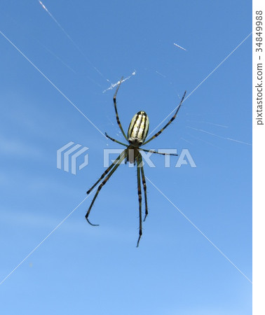 "Shirokanegumo" facing down in the nest and waiting for prey "Shirokanegumo" facing down in the nest and waiting for prey 34849988