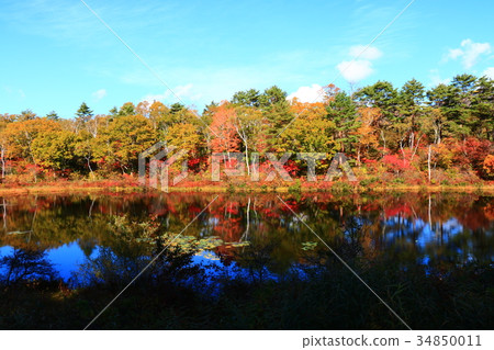 Shiga Kogen / Autumn leaves and Ichinuma Shiga Kogen / Autumn leaves and Ichinuma 34850011