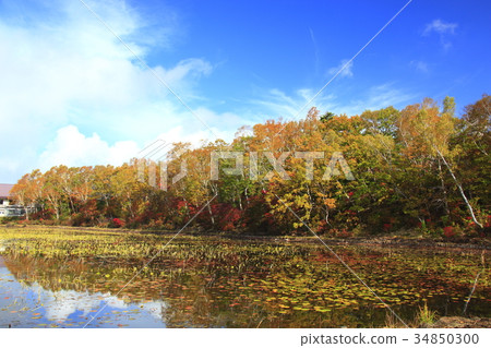 Shiga Kogen in autumn leaves Shiga Kogen in autumn leaves 34850300