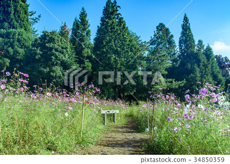  Cosmos field 34850359