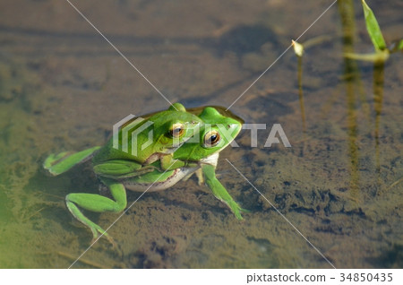 在稻田裡的青蛙 在稻田裡的青蛙 34850435