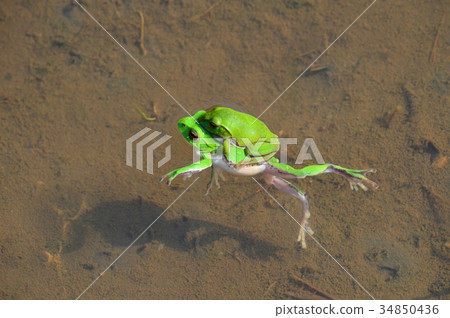 Frog in rice field Frog in rice field 34850436