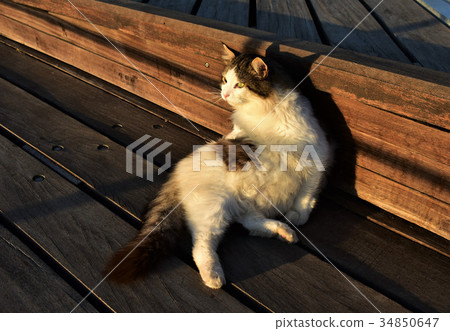 Street cat cleaning itself, watching the sunrise. 34850647