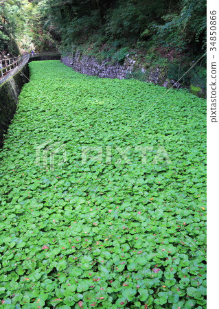 Wasabi field of waterfall of Joren 34850866