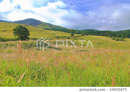 Inatori Hosono Kogen的Susukinohara 34850875