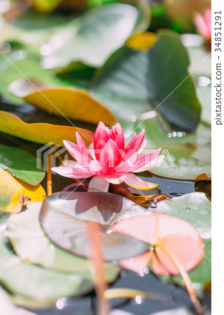 Lovely pink waterlilia in the river. 34851291