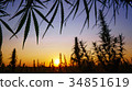 Wide shot of marijuana field in the amazing sunset 34851619