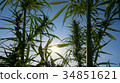Mid shot of cannabis at the sunset background. 34851621