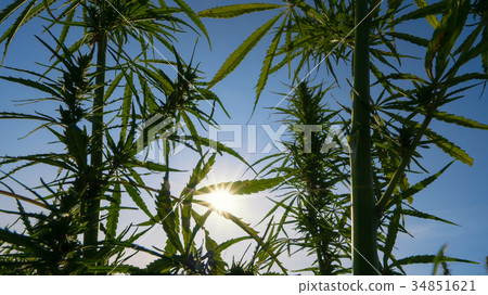 Mid shot of cannabis at the sunset background. Mid shot of cannabis at the sunset background. 34851621