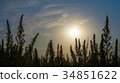 Wide shot of marijuana field in the amazing sunset 34851622