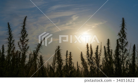 Wide shot of marijuana field in the amazing sunset Wide shot of marijuana field in the amazing sunset 34851622