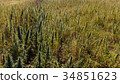 Green marijuana field. 34851623