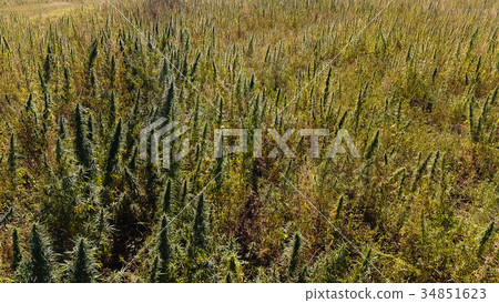 Green marijuana field. Green marijuana field. 34851623