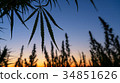 Wide shot of marijuana field in the amazing sunset 34851626