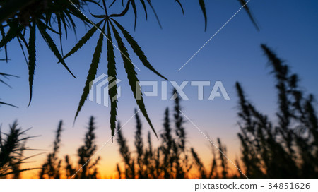 Wide shot of marijuana field in the amazing sunset Wide shot of marijuana field in the amazing sunset 34851626