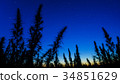 Mid shot of cannabis at the starry sky background. 34851629