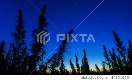 Mid shot of cannabis at the starry sky background. Mid shot of cannabis at the starry sky background. 34851629