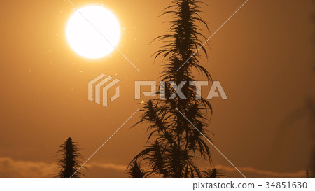 Mid shot of cannabis at the sunset background. Mid shot of cannabis at the sunset background. 34851630