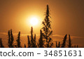 Mid shot of cannabis at the sunset background. 34851631