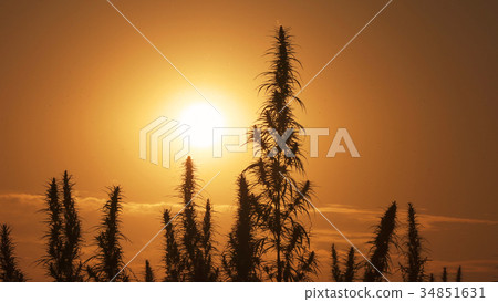 Mid shot of cannabis at the sunset background. 34851631
