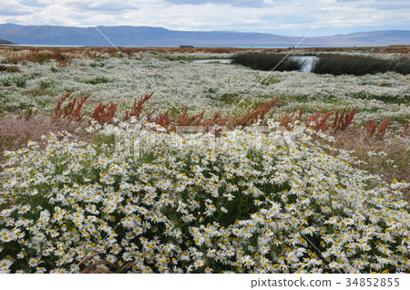 Calafate, Lake Nimes 34852855