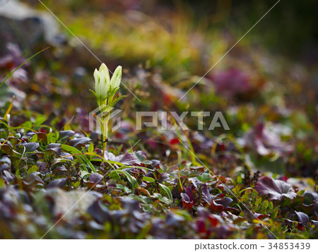 草葉和toya hindou 草葉和toya hindou 34853439