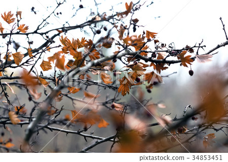 branches barberry 34853451