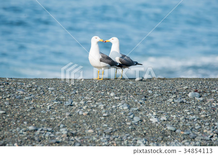 海鳥 海鳥 34854113
