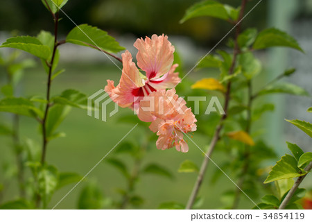 Hibiscus Hibiscus 34854119