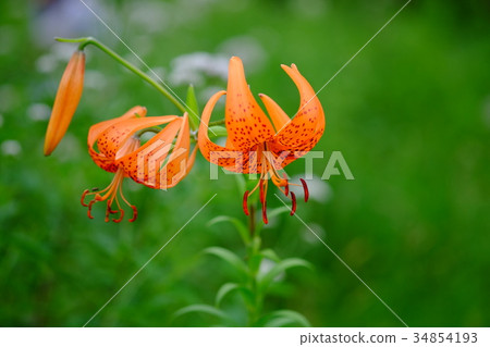 Kisori Onigaru 34854193