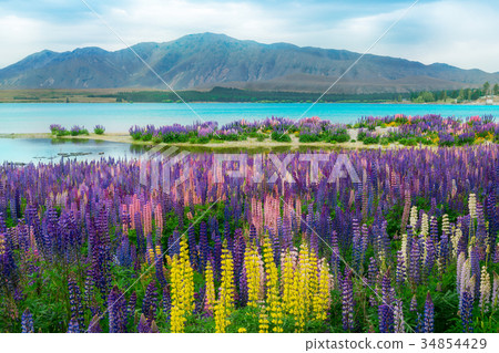 Lake Tekapo Lupin Field in New Zealand 34854429