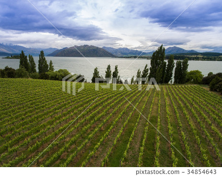 Vineyard at Lake Wanaka, New Zealand 34854643