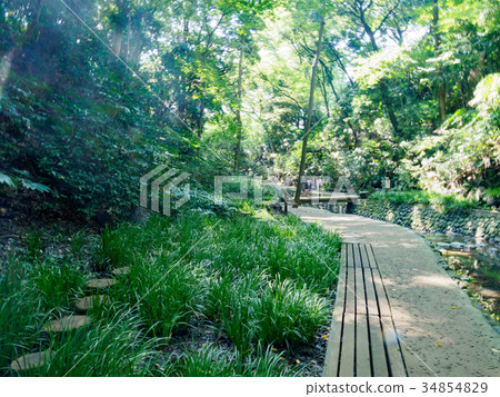 Todoroki Valley Todoroki Valley 34854829