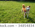 Shiba Inu 34854834