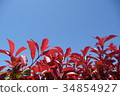 Red leaves and blue sky 34854927