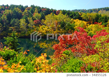 Autumn leaves of Owanuma 34855126