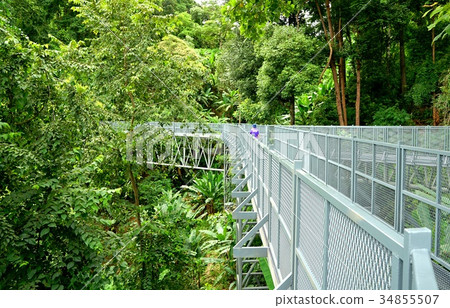 Tree Canopy Walkway, The Iron Bridge in the forest Tree Canopy Walkway, The Iron Bridge in the forest 34855507