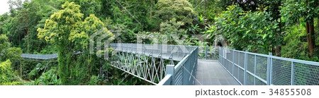 Tree Canopy Walkway, The Iron Bridge in the forest Tree Canopy Walkway, The Iron Bridge in the forest 34855508