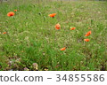 Spring weed and flowers 34855586