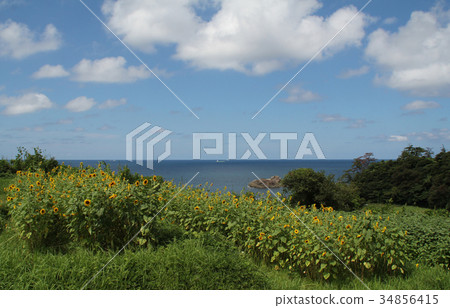 Sunflower field and blue sky Sunflower field and blue sky 34856415