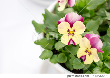 三色堇中提琴（迷你芒果象牙粉） 34856868