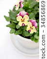 Pansy Viola (Mini Mango Ivory Pink) 34856869