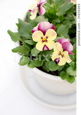 Pansy Viola (Mini Mango Ivory Pink) Pansy Viola (Mini Mango Ivory Pink) 34856869