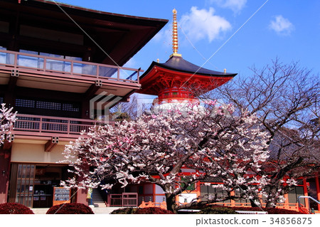 梅花盛開在中山寺（寶塚市）的土地上 34856875