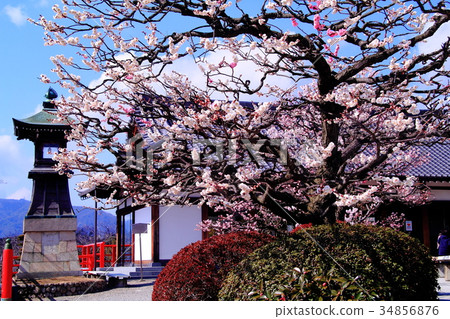 梅花盛開在中山寺（寶塚市）的土地上 34856876