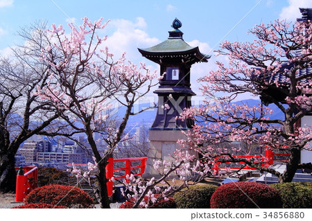 Plum blossoms blooming in the Nakayama Temple (Takarazuka City) grounds Plum blossoms blooming in the Nakayama Temple (Takarazuka City) grounds 34856880