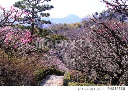 開花在中山寺（寶塚市）李子森林的李子開花 34856886