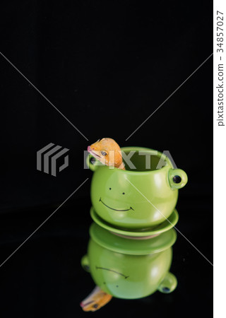 Lizard 34857027