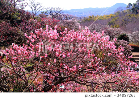 中山寺(寶塚市)Bairin 中山寺(寶塚市)Bairin 34857265