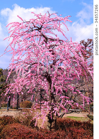 中山寺（寶塚市）Bairin 34857266